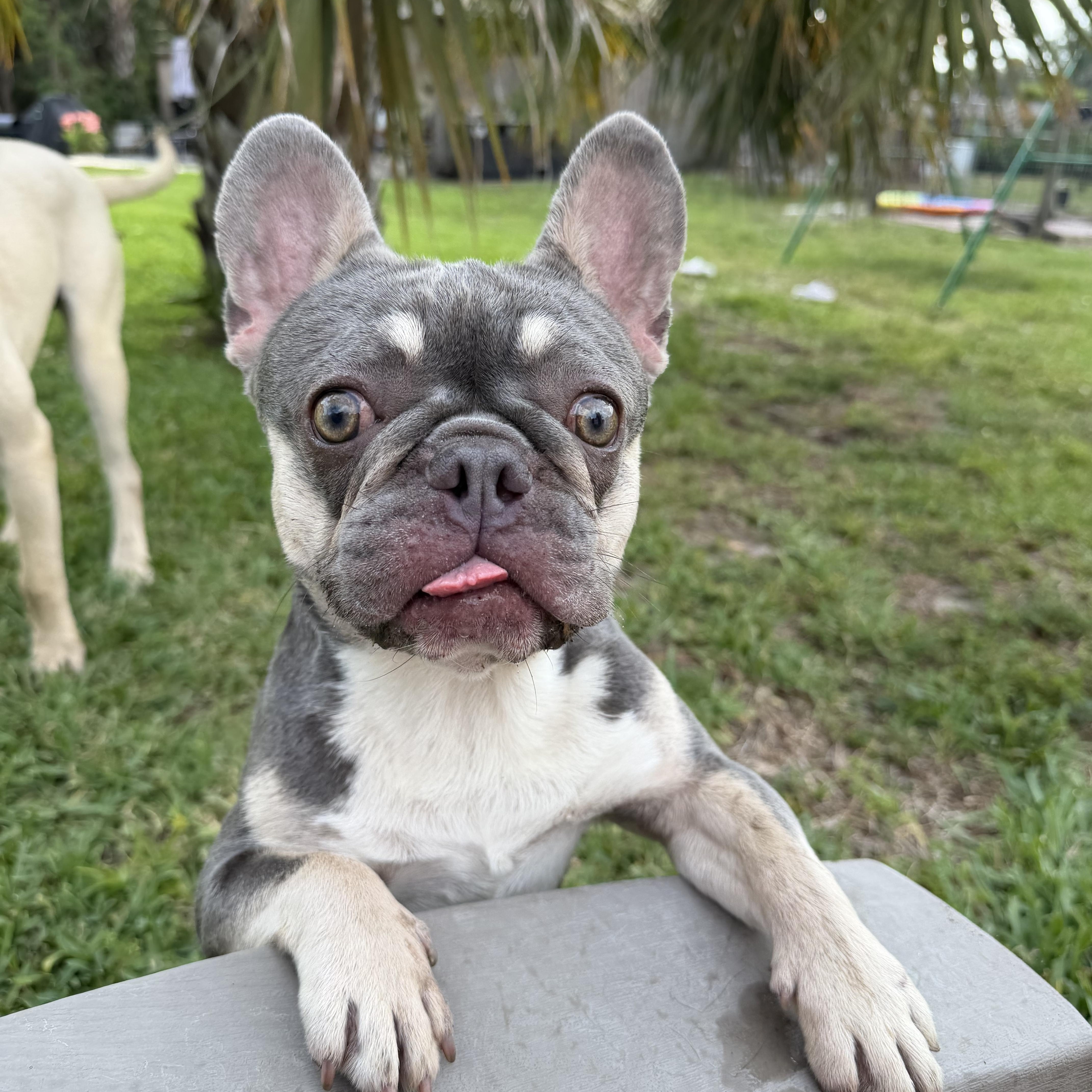 Tri, adopted, Adult Male French Bulldog.