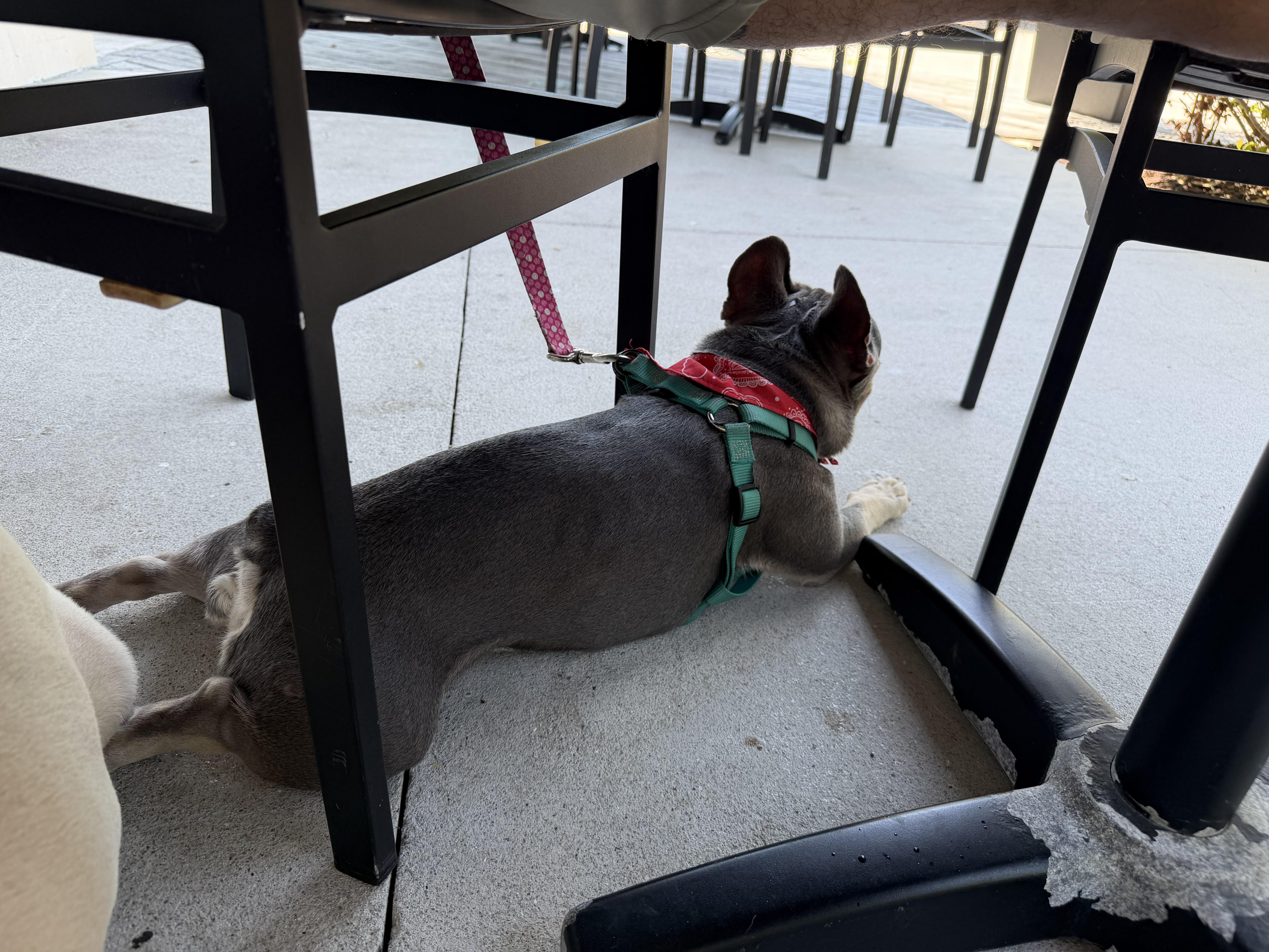Enlarge Tri, an adopted French Bulldog in Naples, FL image 4/6