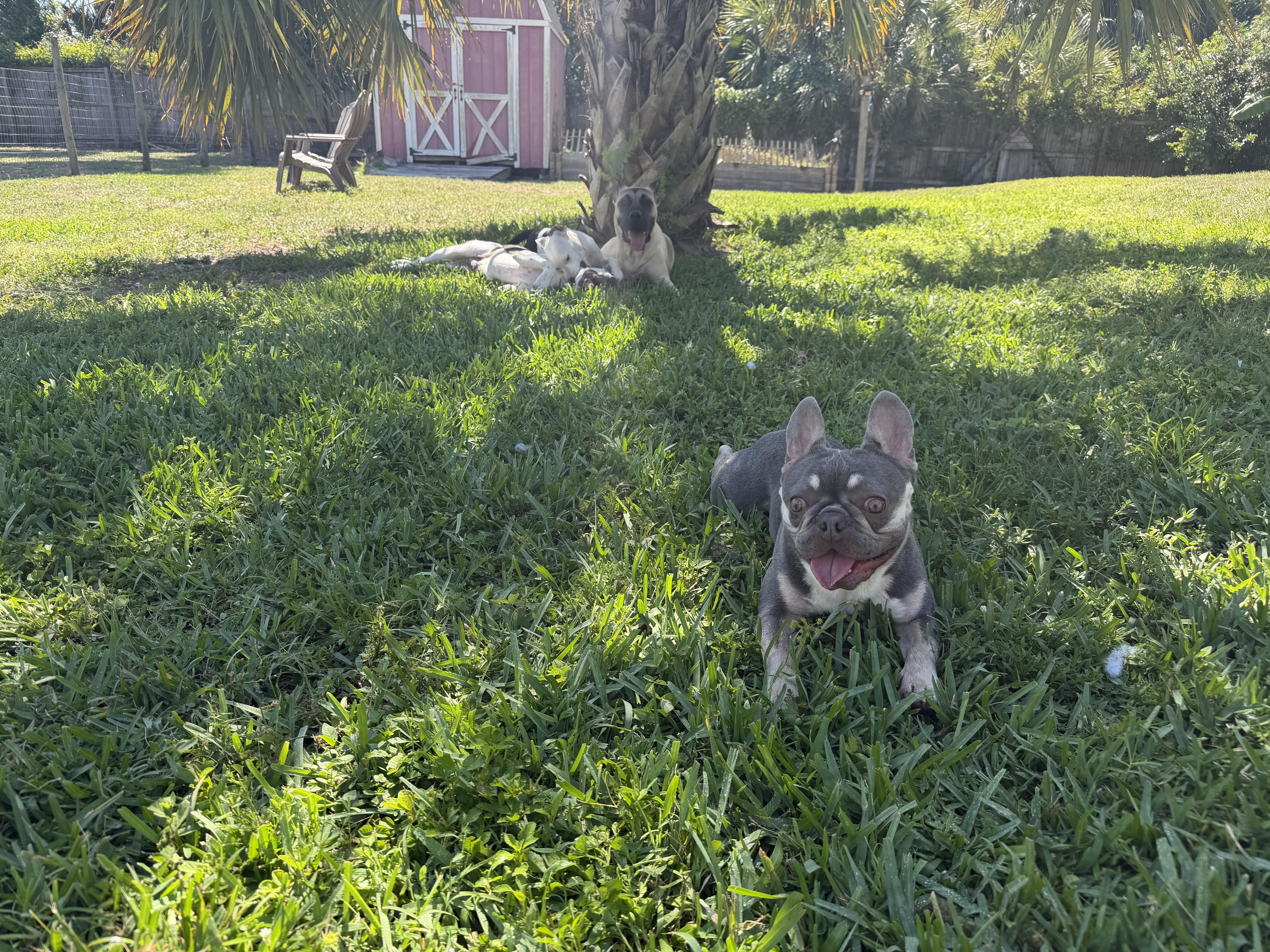 Enlarge Tri, an adopted French Bulldog in Naples, FL image 6/6