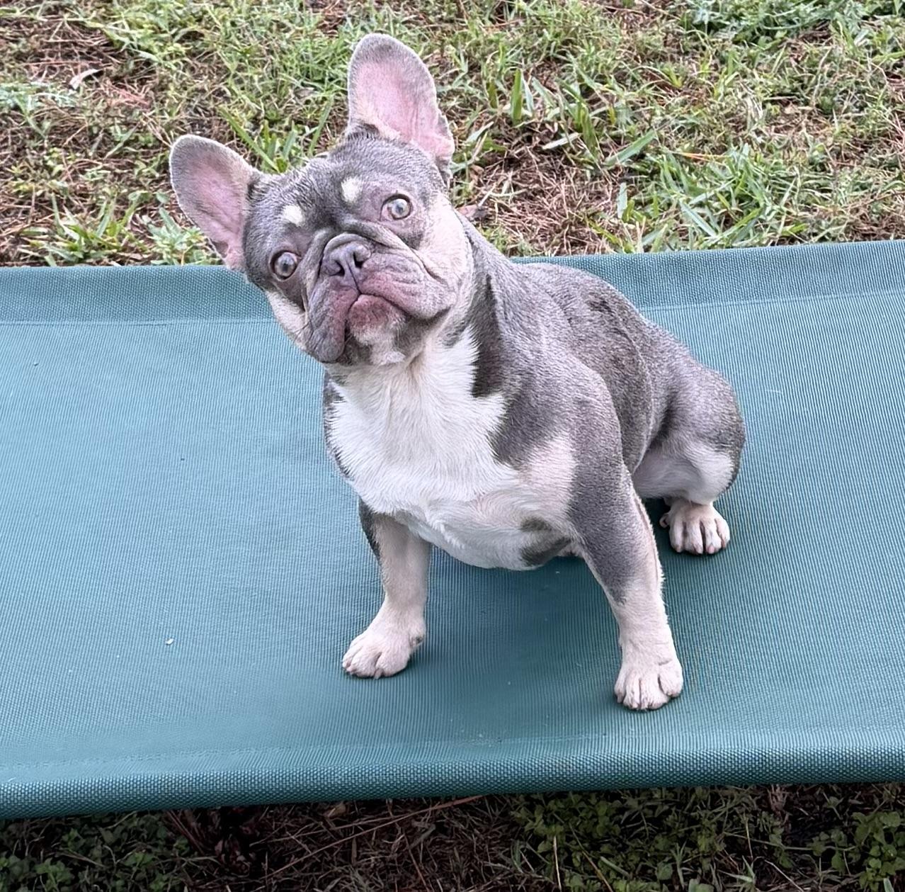 Enlarge Tri, a ADOPTABLE French Bulldog in Naples, FL image 1/1