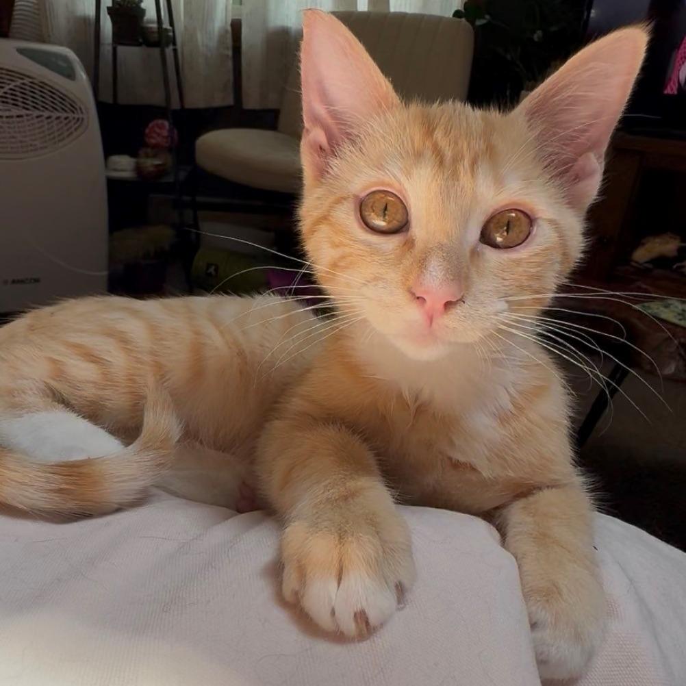 Enlarge Ginger Spice, a Adoptable Domestic Short Hair in Laramie, WY image 1/4