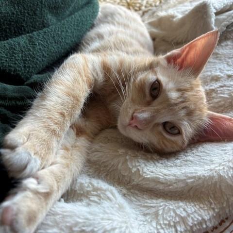 Enlarge Ginger Spice, a Adoptable Domestic Short Hair in Laramie, WY image 2/4