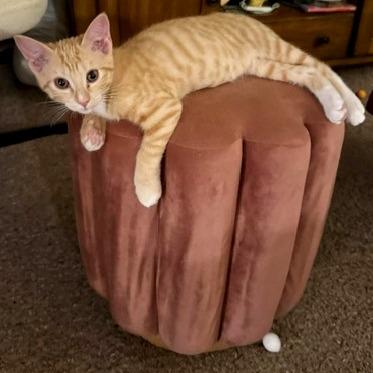 Enlarge Ginger Spice, a Adoptable Domestic Short Hair in Laramie, WY image 3/4