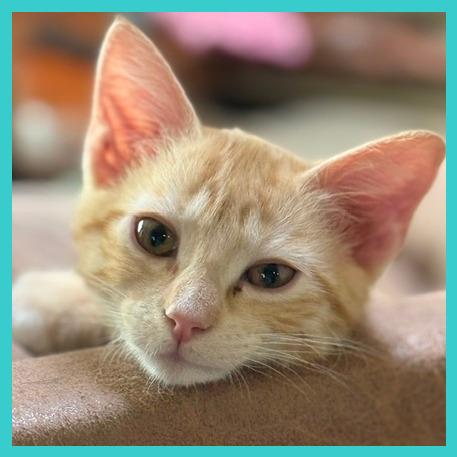 Enlarge Ginger Spice, a Adoptable Domestic Short Hair in Laramie, WY image 4/4