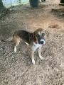 Enlarge Houdini, a Adoptable mixed breed in Ruston, LA image 3/3