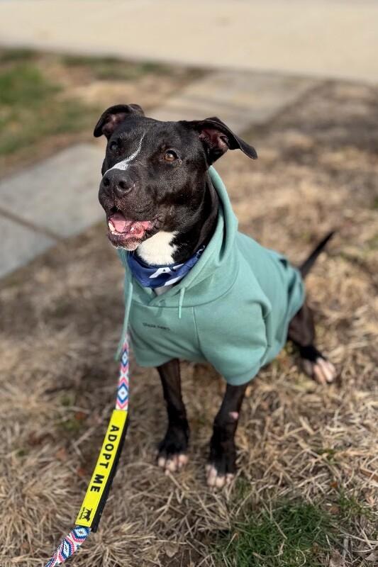 Enlarge Squire, a Adoptable Mixed Breed in Miamitown, OH image 4/4