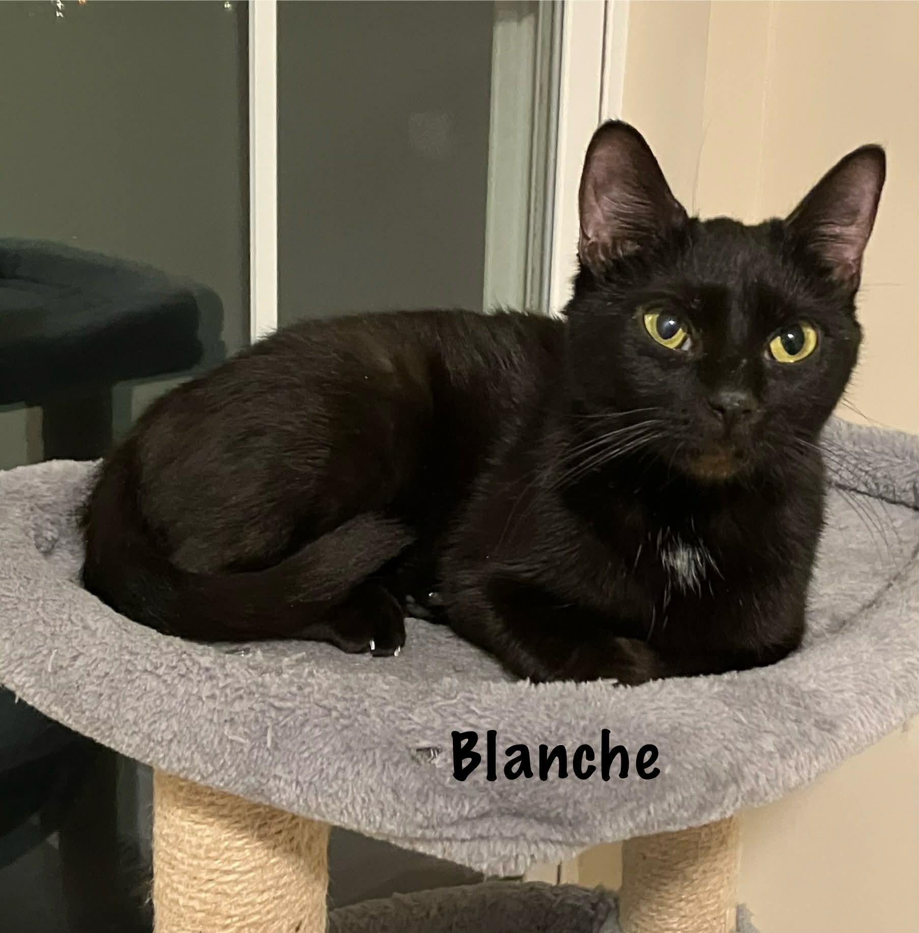 Enlarge Blanche , an adoptable Domestic Short Hair in Elyria, OH image 1/3