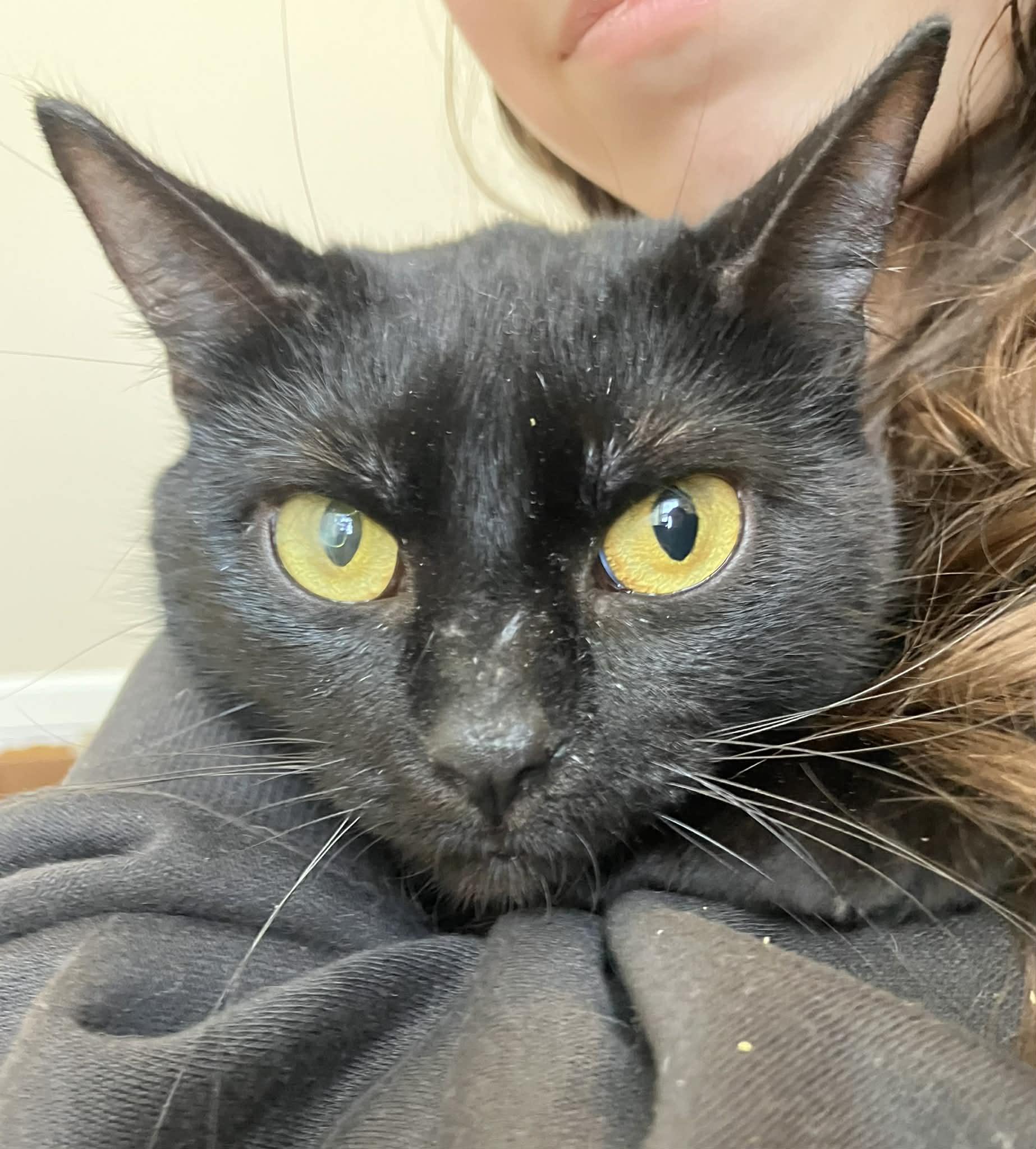 Enlarge Blanche , an adoptable Domestic Short Hair in Elyria, OH image 3/3