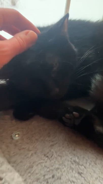 Enlarge Blanche , an adoptable Domestic Short Hair in Elyria, OH video 2/3