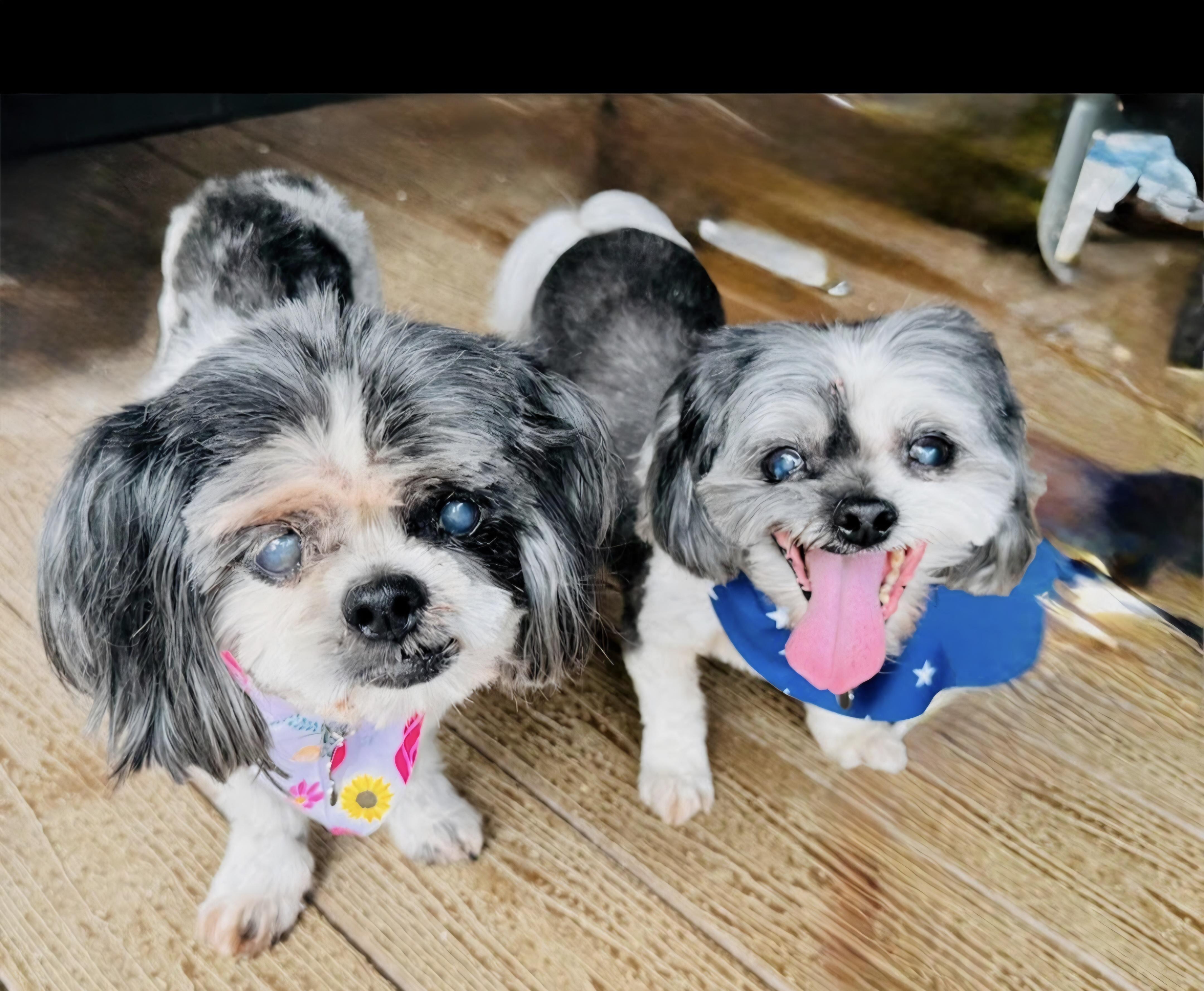 Mork (bonded with Mindy), Adoptable, Senior Male Shih Tzu.