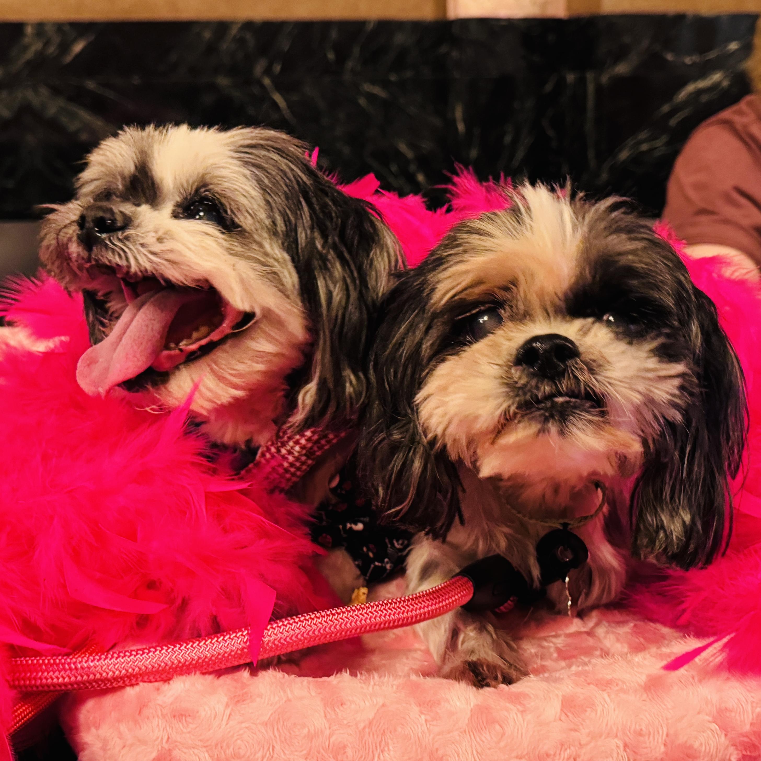Mork (bonded with Mindy), a Adoptable Shih Tzu in Knoxville, TN image 2/3
