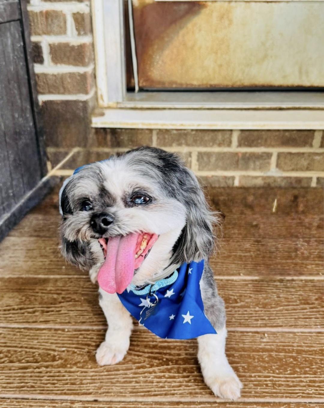 Mork (bonded with Mindy), a Adoptable Shih Tzu in Knoxville, TN image 3/3