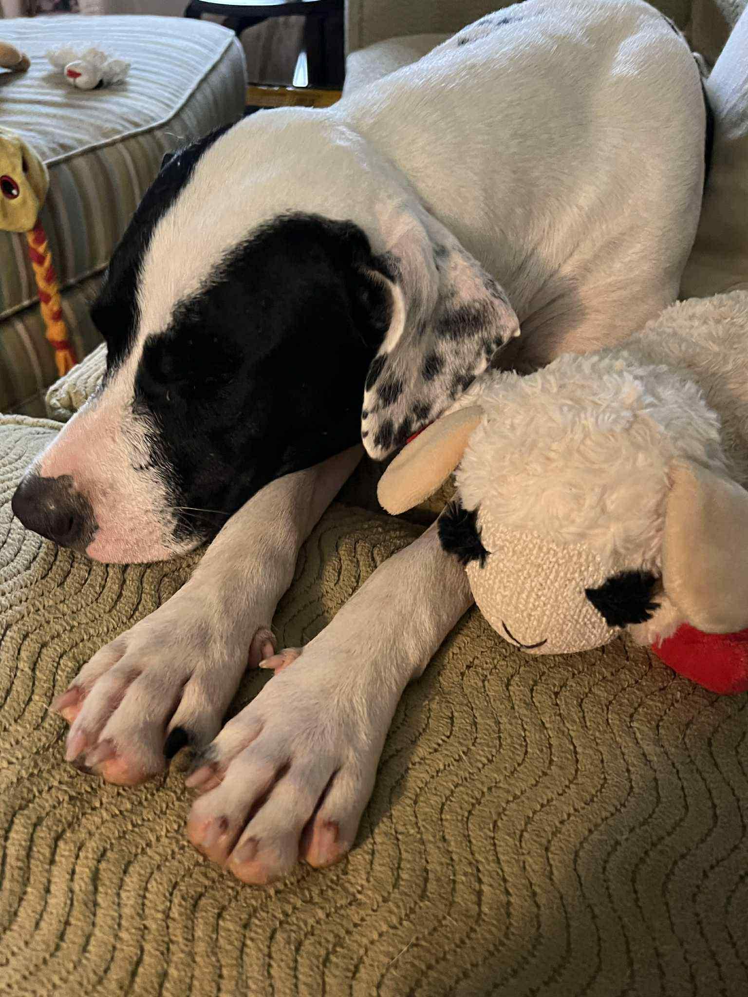 Enlarge Daisy Mae, a Adoptable mixed breed in Brattleboro, VT image 4/5