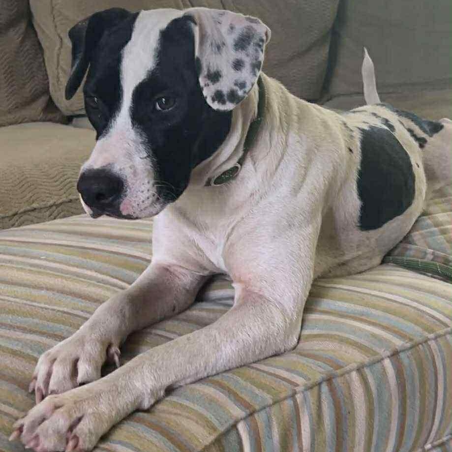 Daisy Mae, Adoptable, Young Female Dalmatian.