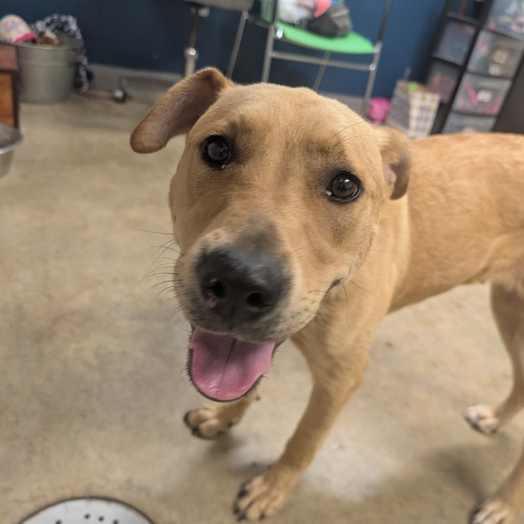 Enlarge Tupelo, a Adoptable Yellow Labrador Retriever in Jasper, IN image 1/6