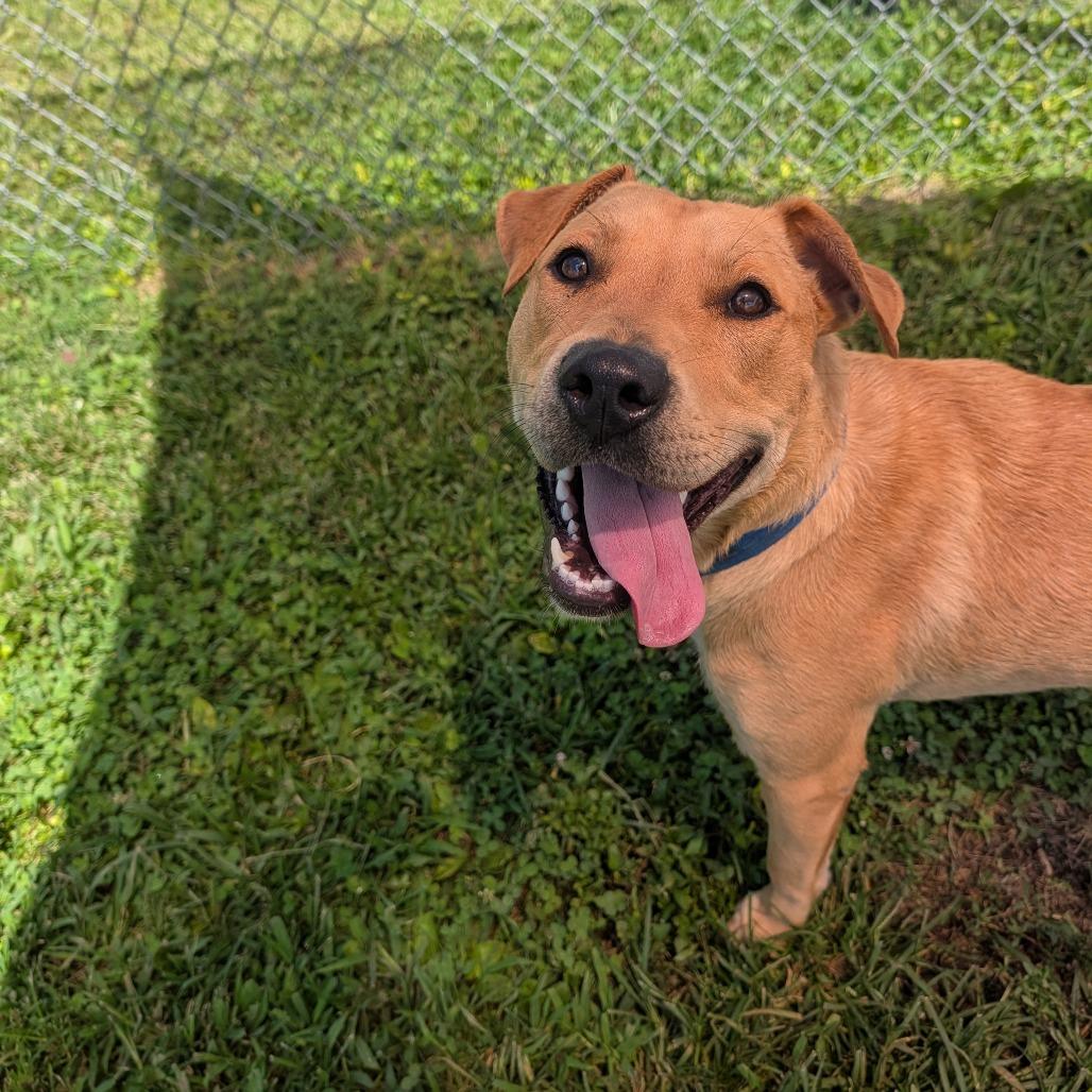 Enlarge Tupelo, a Adoptable Yellow Labrador Retriever in Jasper, IN image 2/6
