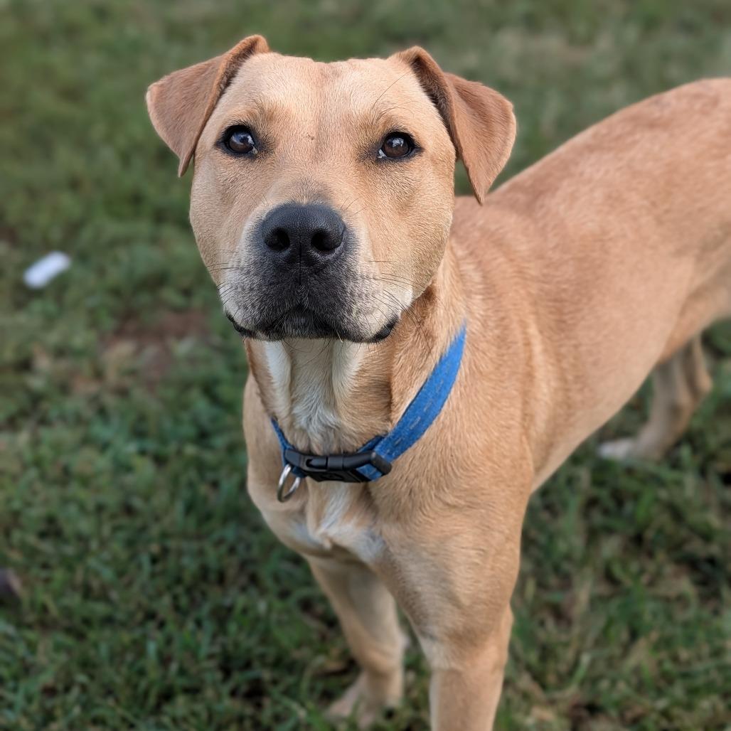 Enlarge Tupelo, a Adoptable Yellow Labrador Retriever in Jasper, IN image 3/6