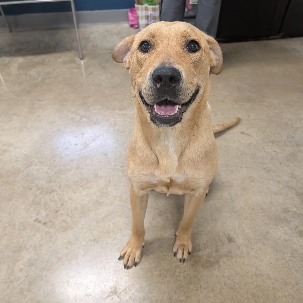 Enlarge Tupelo, a Adoptable Yellow Labrador Retriever in Jasper, IN image 4/6