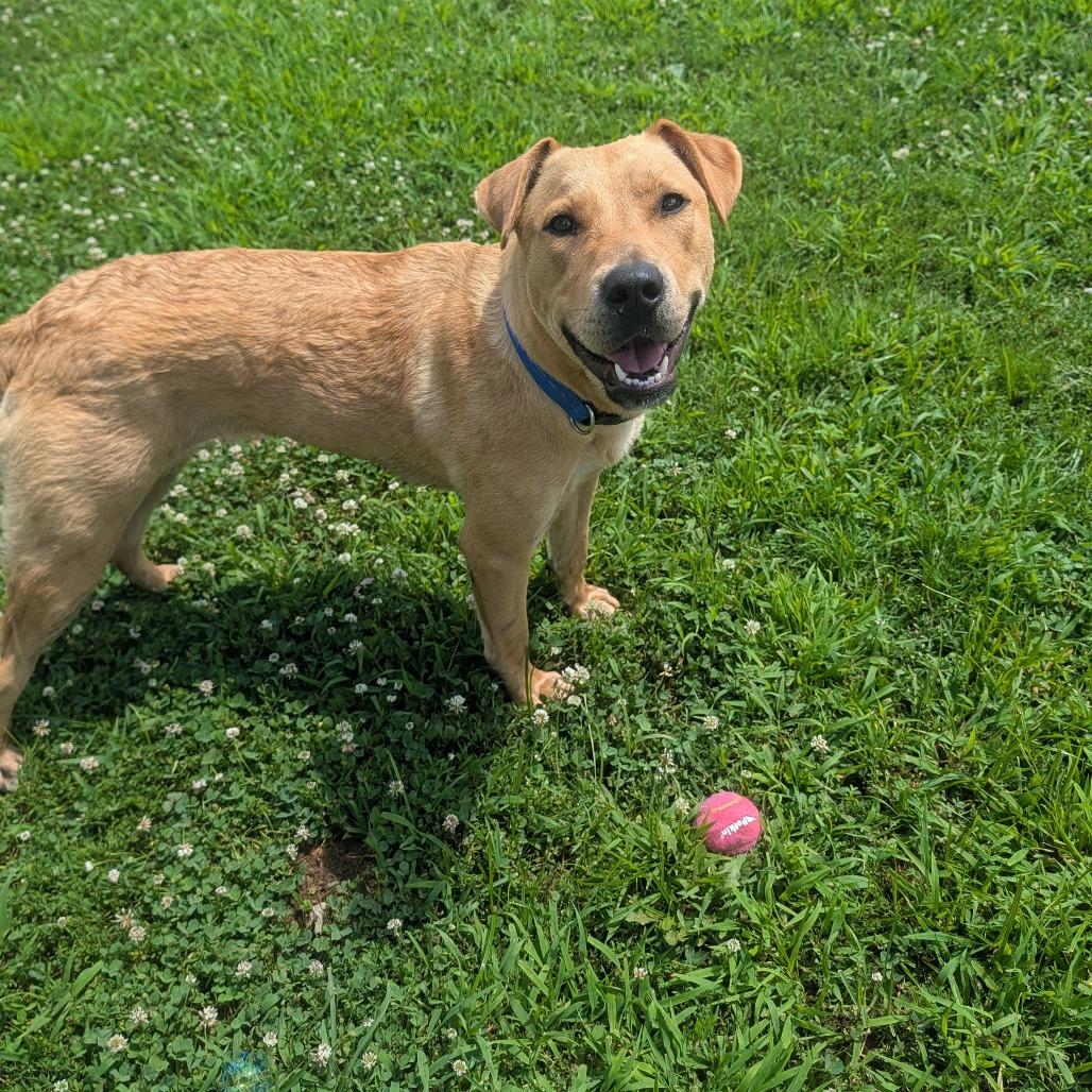 Enlarge Tupelo, a Adoptable Yellow Labrador Retriever in Jasper, IN image 5/6