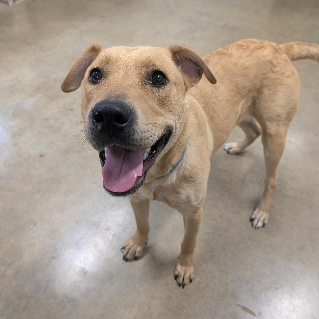 Enlarge Tupelo, a Adoptable Yellow Labrador Retriever in Jasper, IN image 6/6