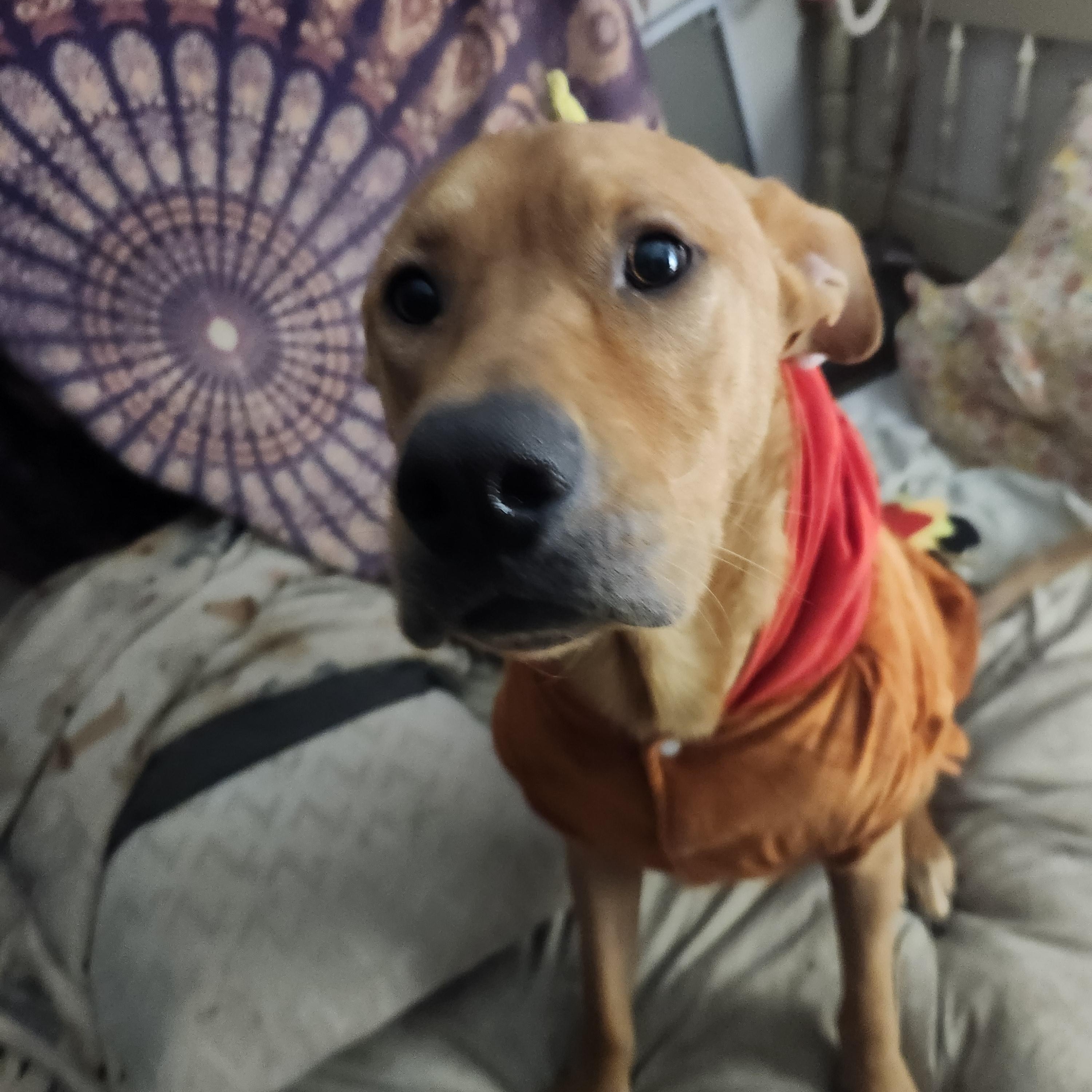 Enlarge Steve, a Adoptable mixed breed in Wantage, NJ image 1/6