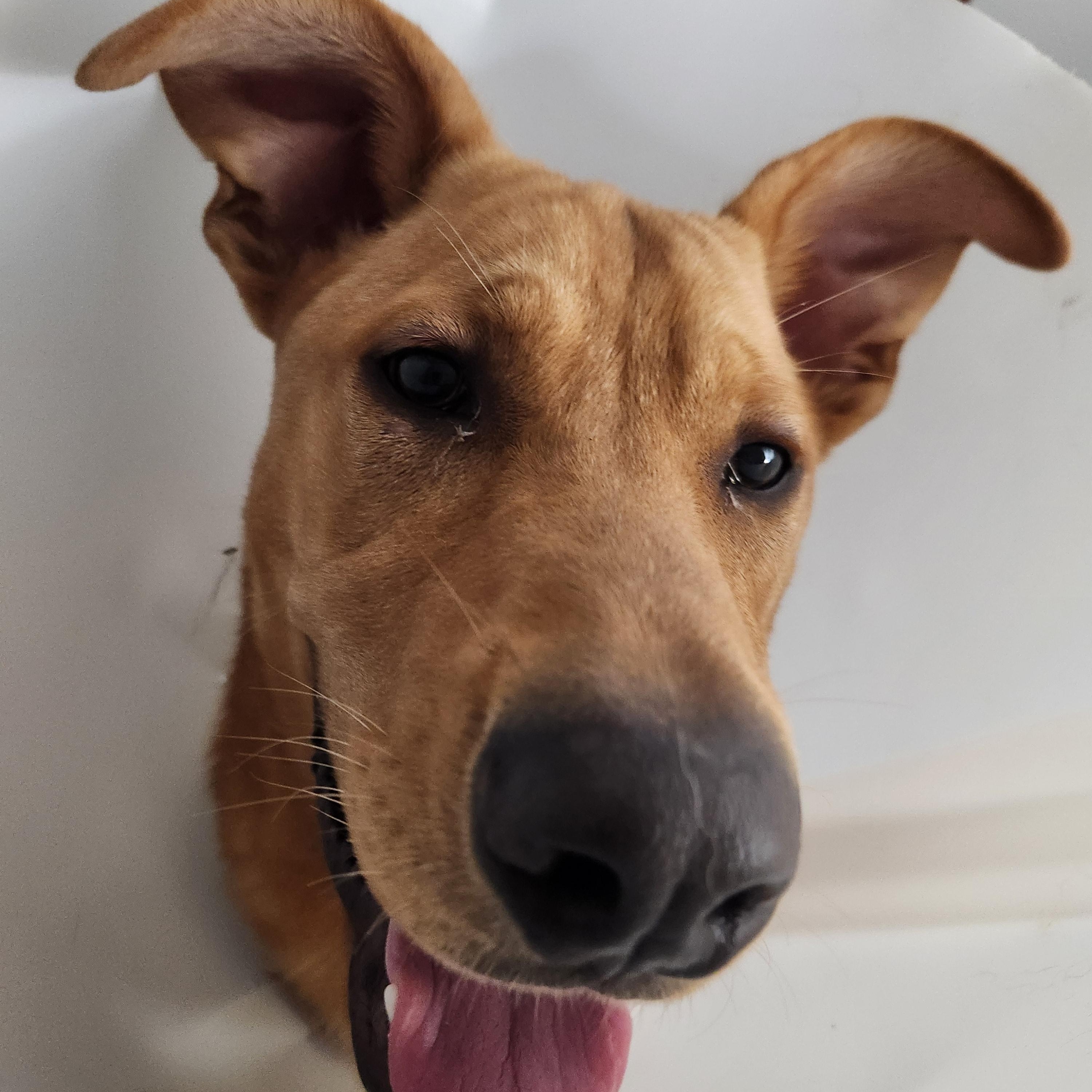 Enlarge Steve, a Adoptable mixed breed in Wantage, NJ image 5/6