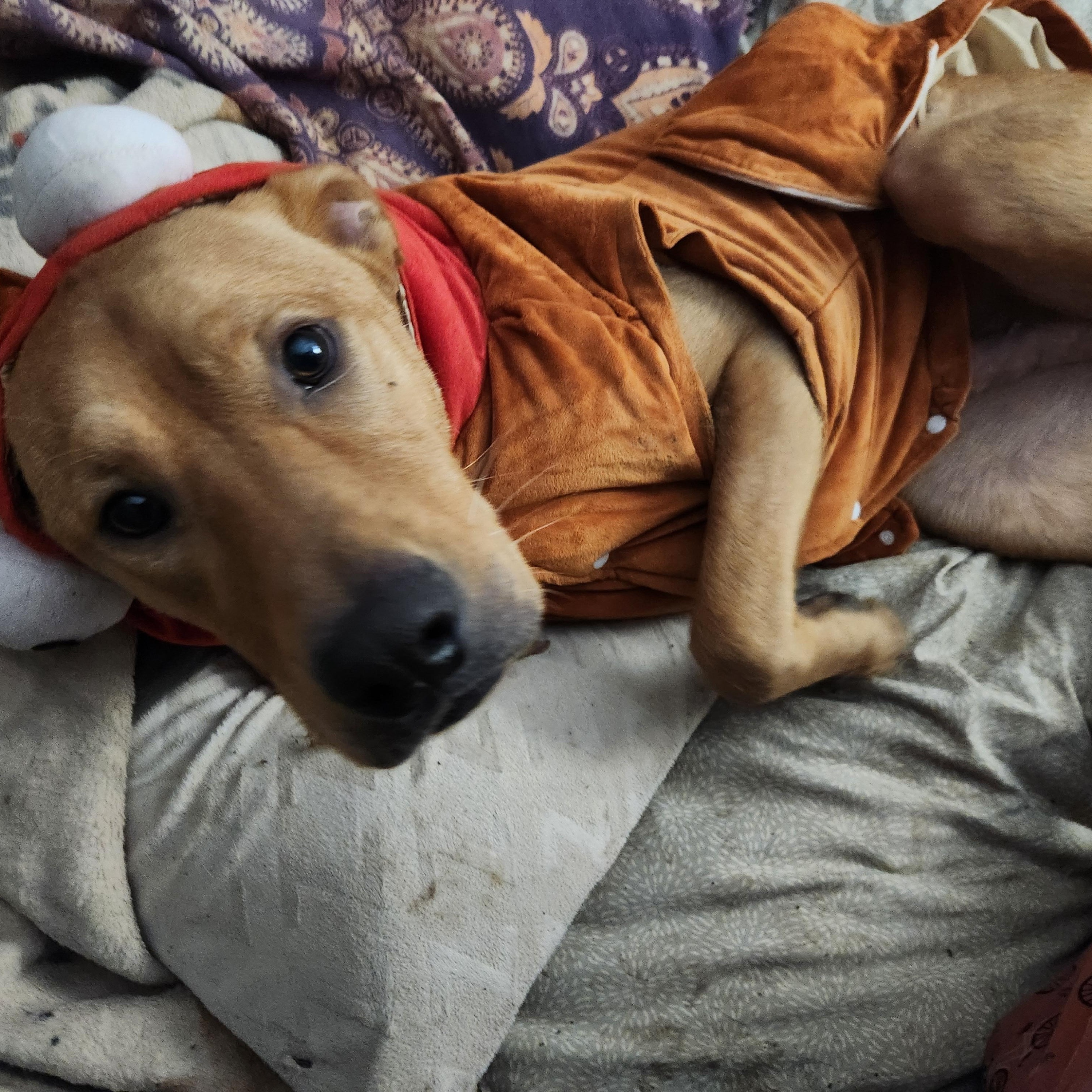 Enlarge Steve, a Adoptable mixed breed in Wantage, NJ image 2/6