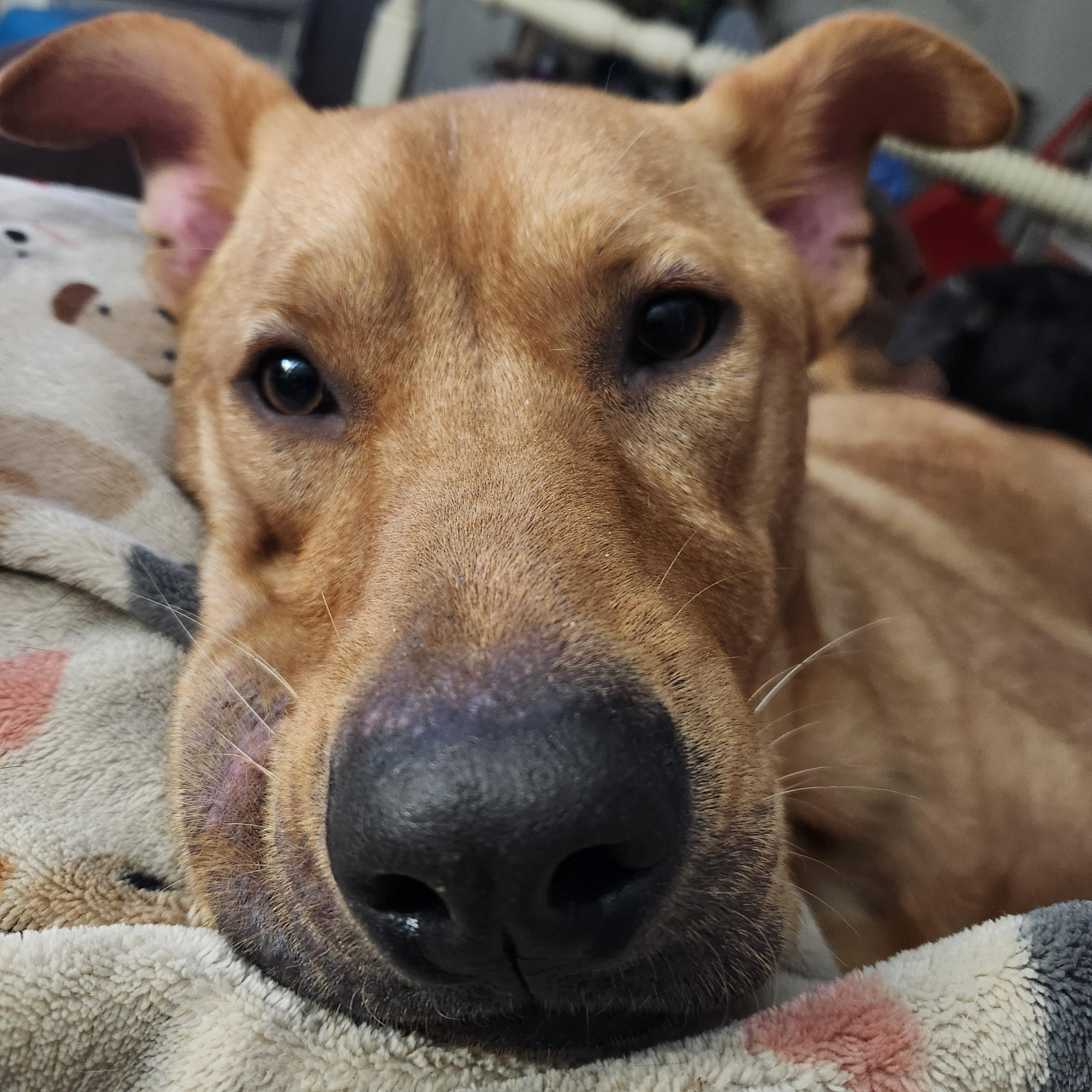 Enlarge Steve, a Adoptable mixed breed in Wantage, NJ image 3/6