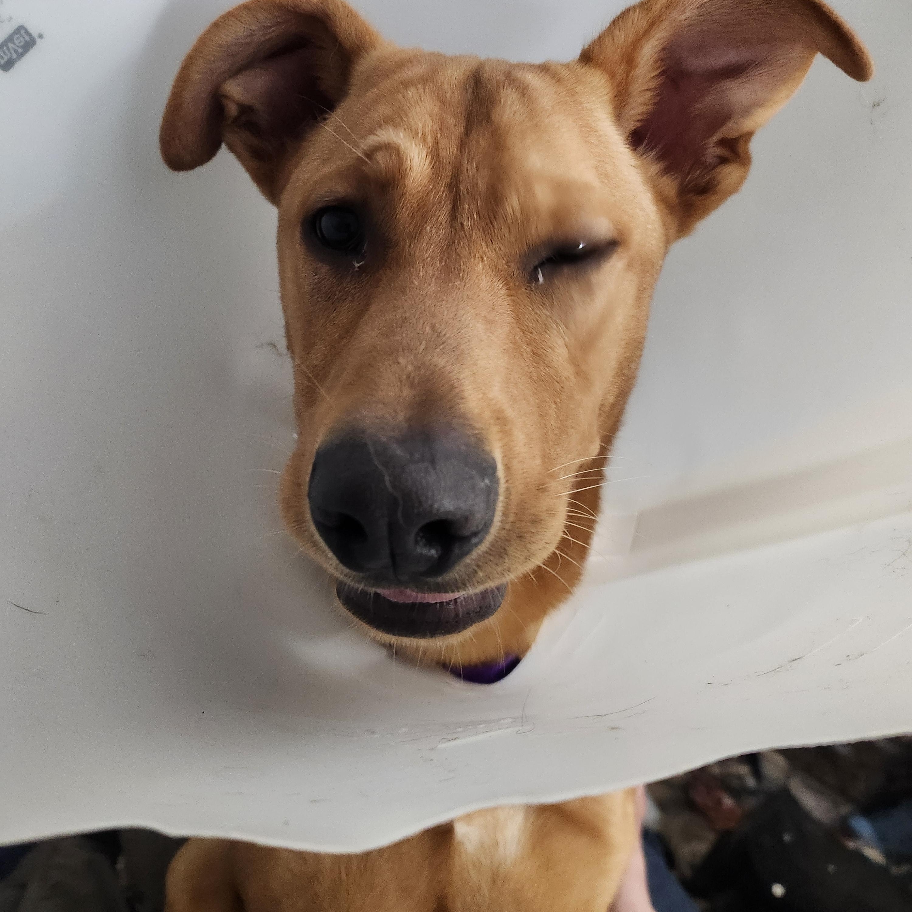 Enlarge Steve, a Adoptable mixed breed in Wantage, NJ image 6/6