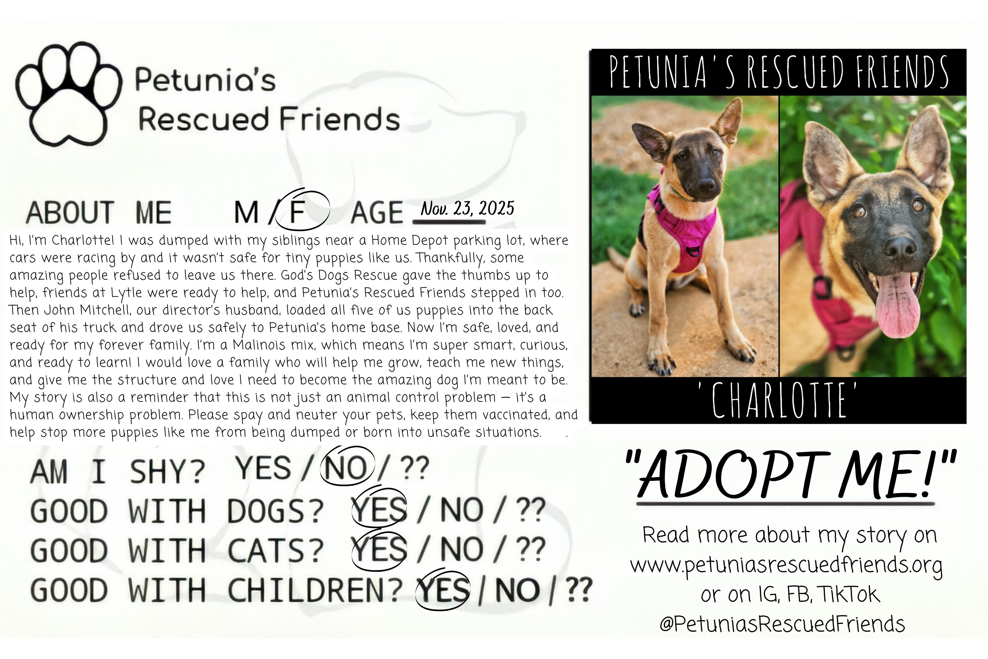 Enlarge Charlotte, a ADOPTABLE mixed breed in Castroville, TX image 2/2