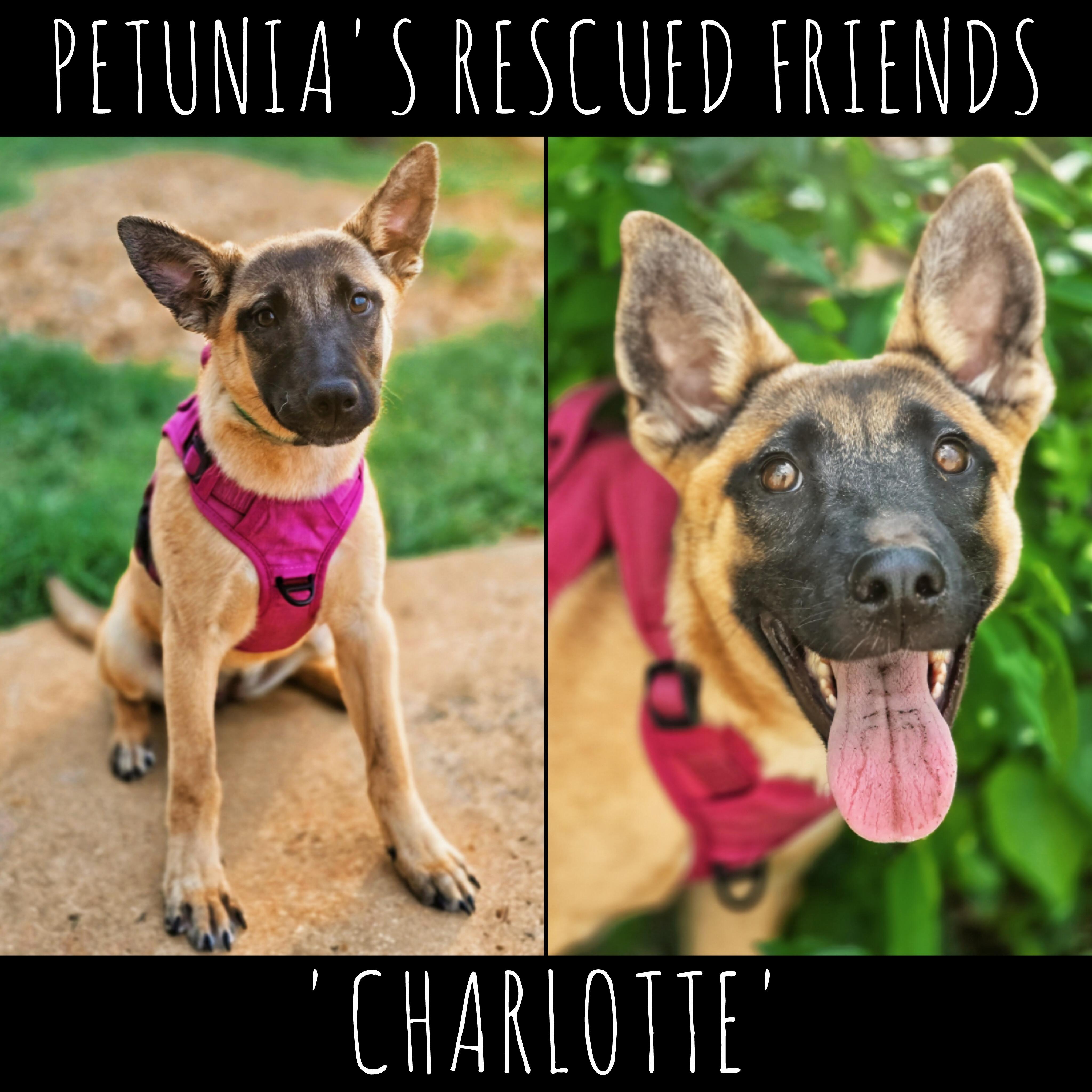 Enlarge Charlotte, a ADOPTABLE mixed breed in Castroville, TX image 1/2