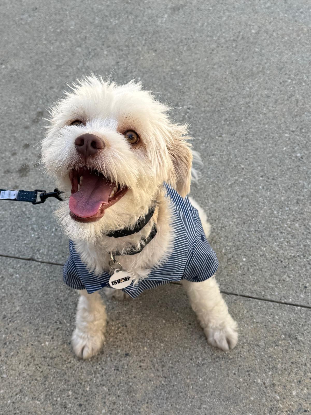 Enlarge Dobby, a Adopted mixed breed in Los Angeles, CA image 2/6