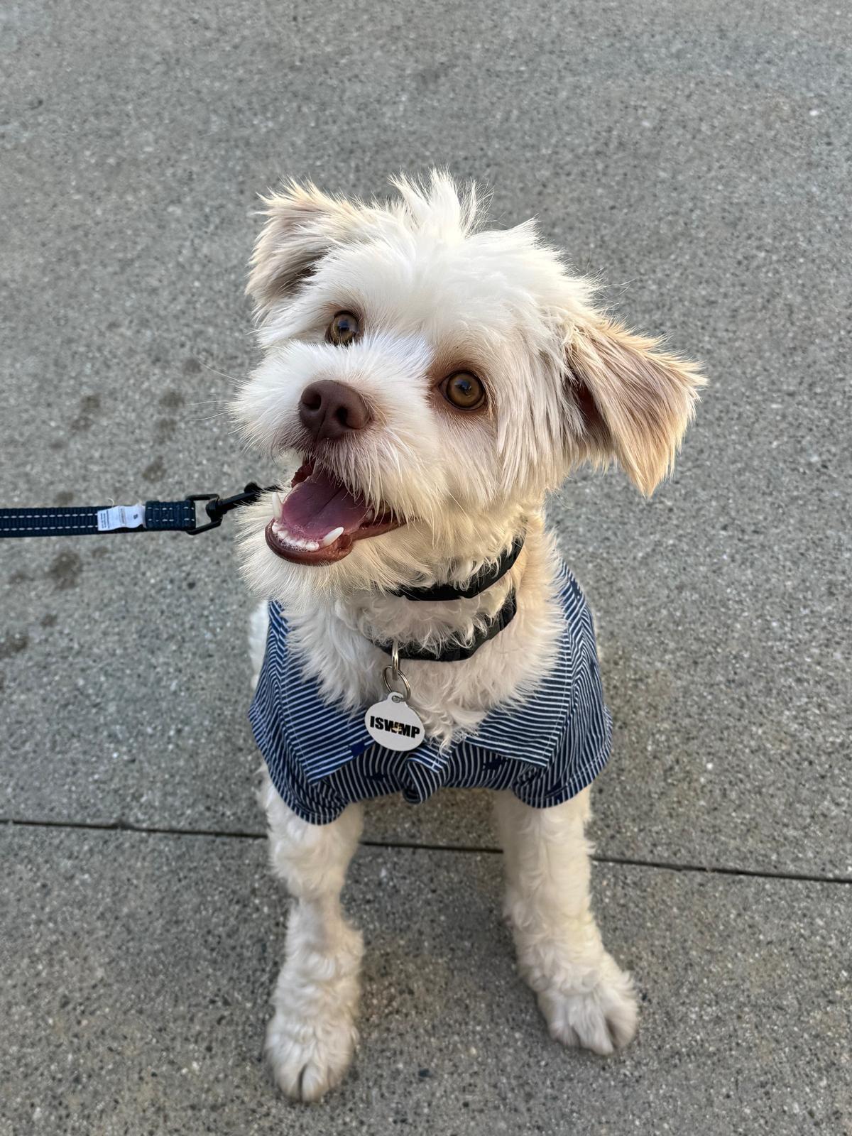 Enlarge Dobby, a Adopted mixed breed in Los Angeles, CA image 6/6
