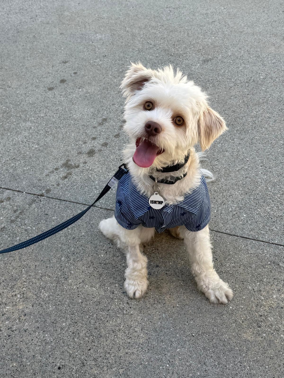 Enlarge Dobby, a Adopted mixed breed in Los Angeles, CA image 3/6