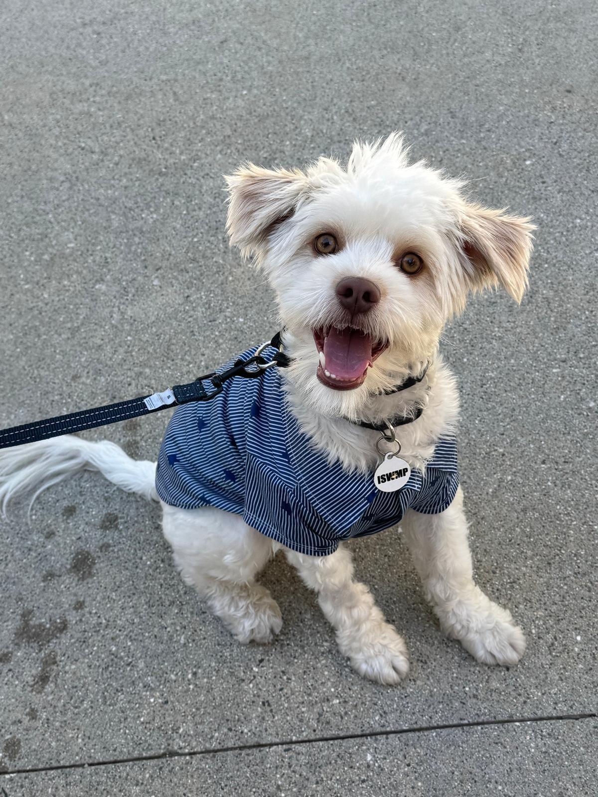 Dobby, Adoptable, Puppy Male Poodle.