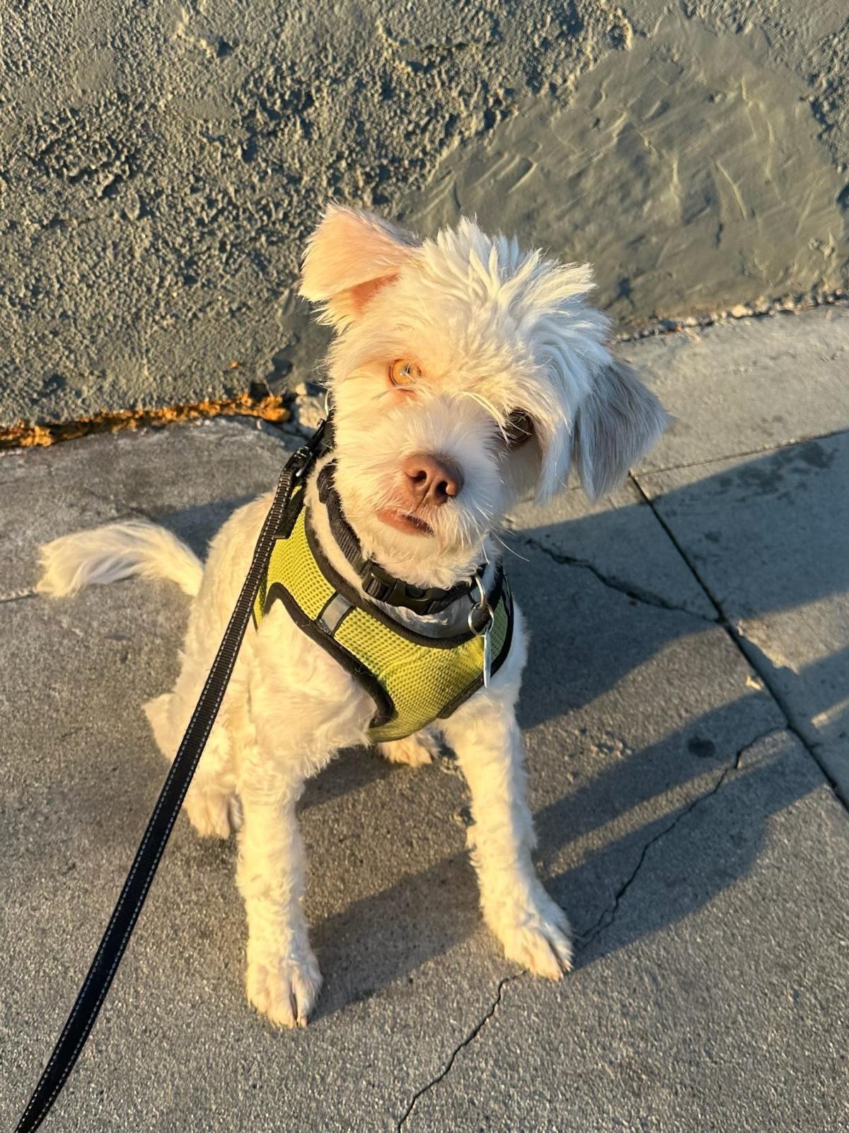 Enlarge Dobby, a Adopted mixed breed in Los Angeles, CA image 5/6