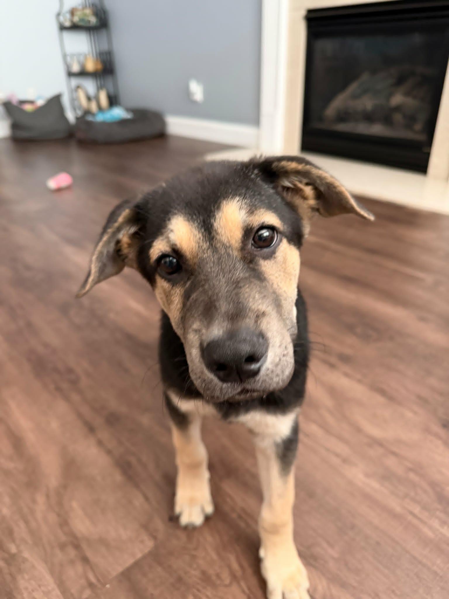Enlarge Nick, a ADOPTABLE mixed breed in Paramus, NJ image 2/6