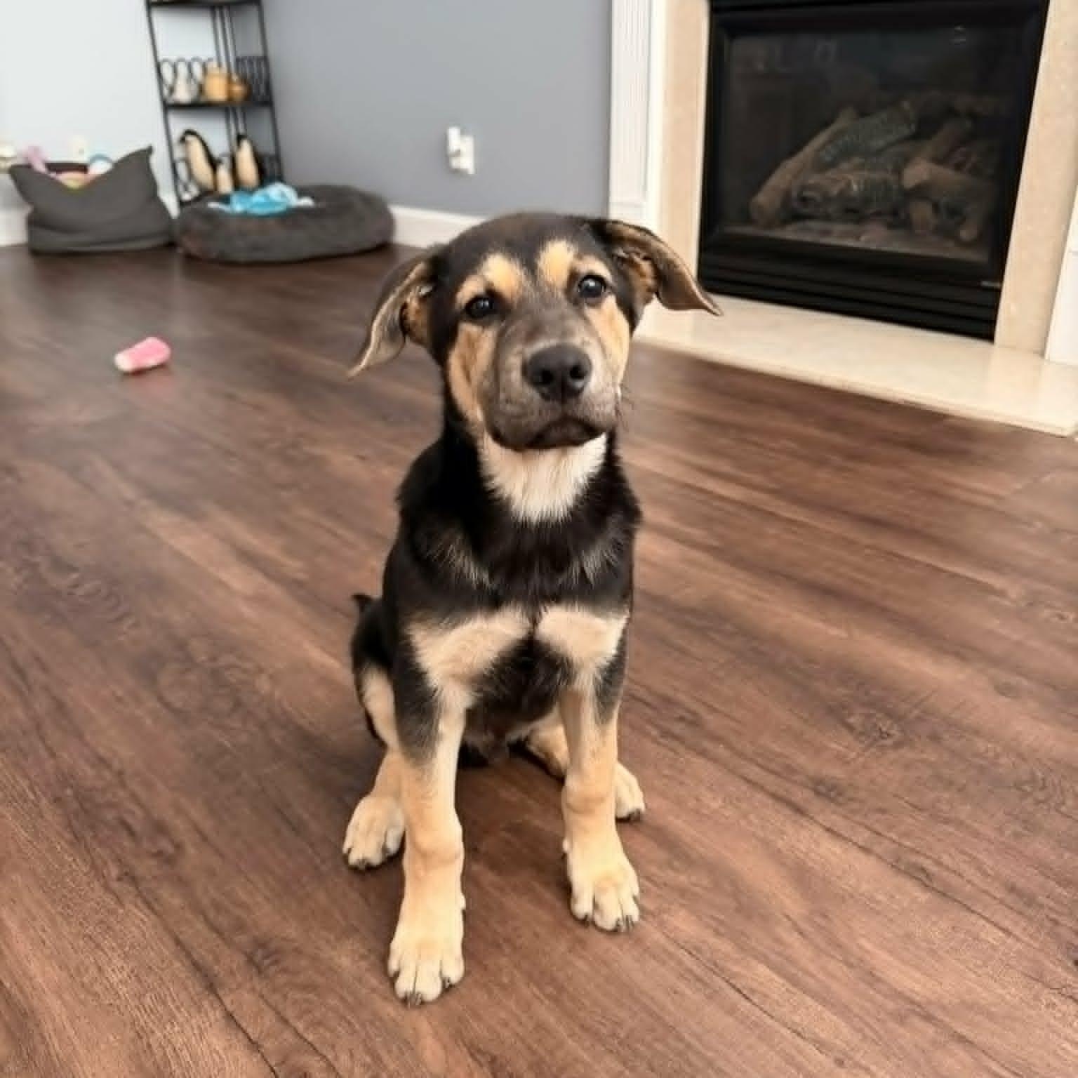 Nick, ADOPTABLE, Puppy Male Black Labrador Retriever & German Shepherd Dog.