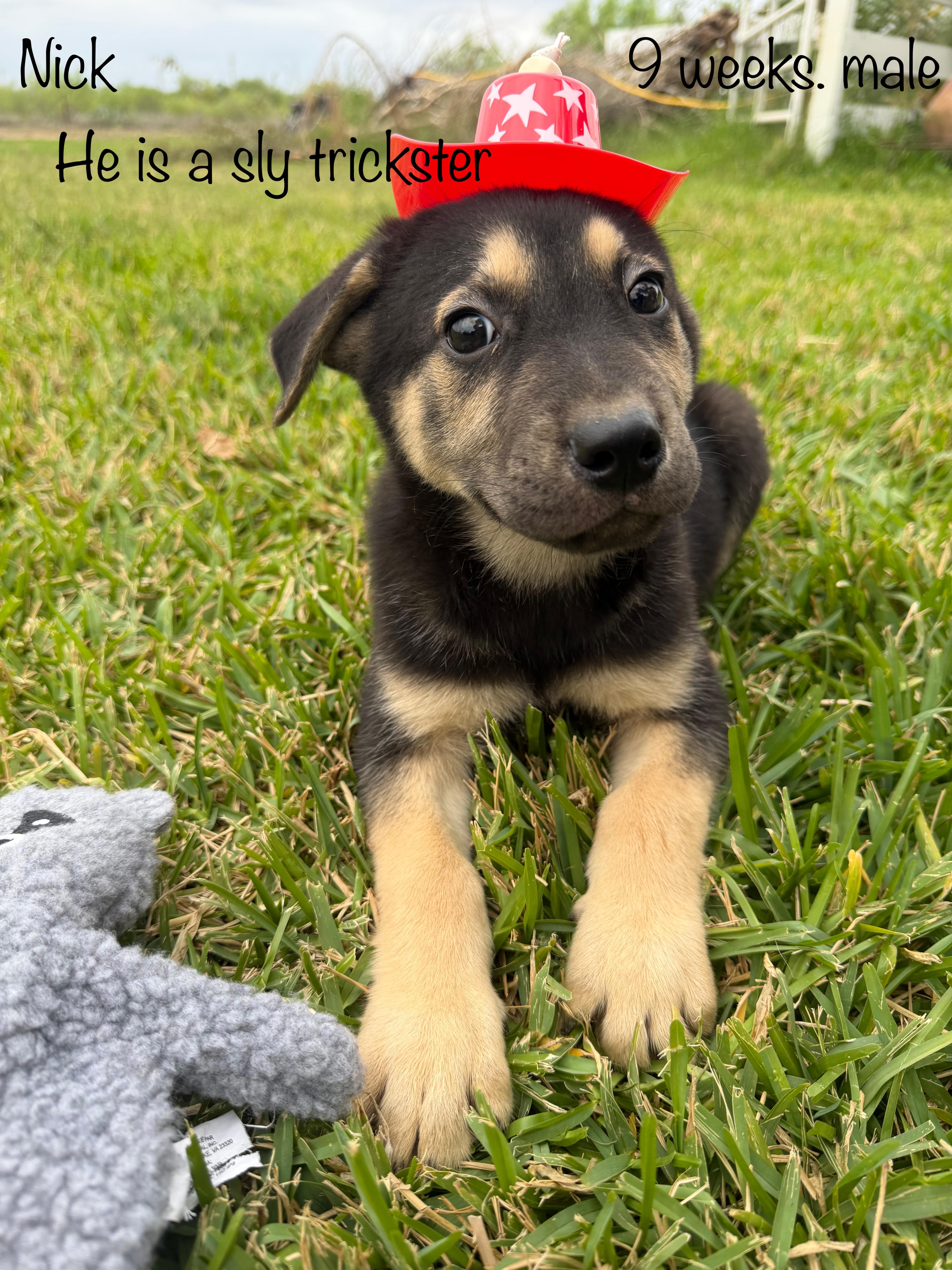 Enlarge Nick, a ADOPTABLE mixed breed in Paramus, NJ image 1/5