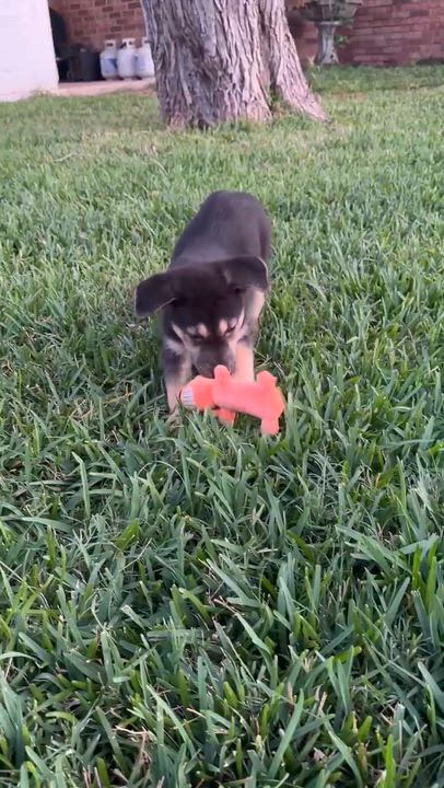Enlarge Nick, a ADOPTABLE mixed breed in Paramus, NJ video 5/5
