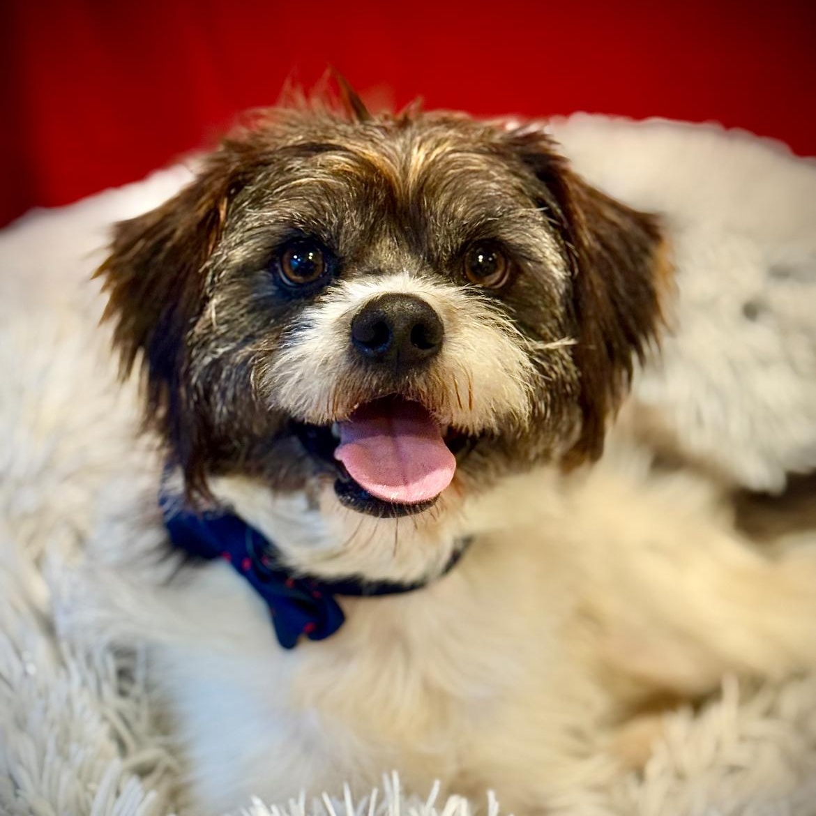 Enlarge SHAGGY- Local, an adopted mixed breed in Warwick, RI image 1/6