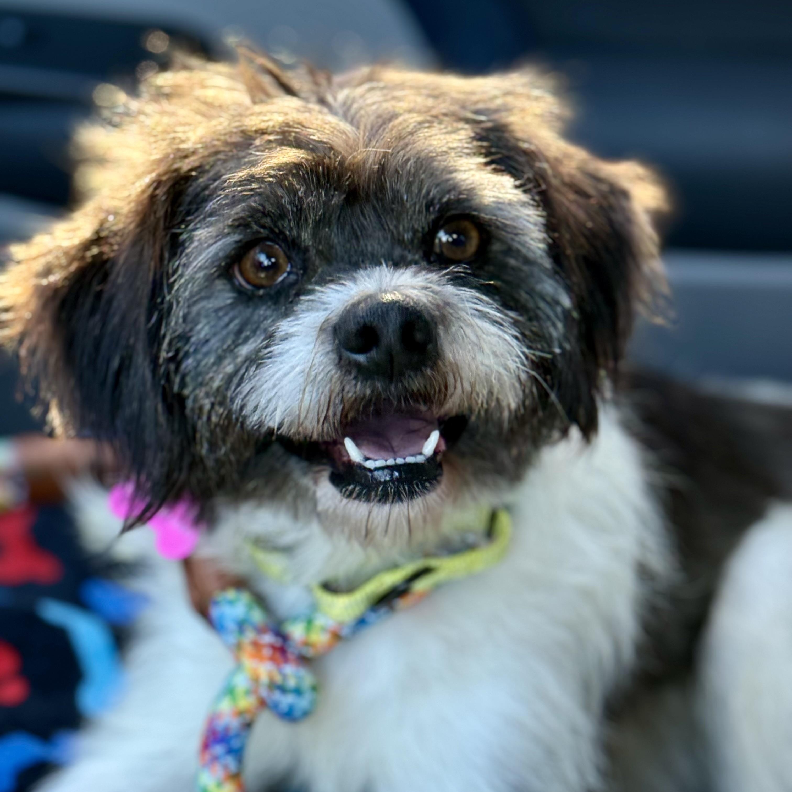 Enlarge SHAGGY- Local, an adopted mixed breed in Warwick, RI image 2/6