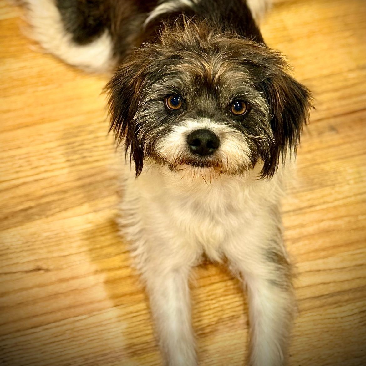 Enlarge SHAGGY- Local, an adopted mixed breed in Warwick, RI image 3/6