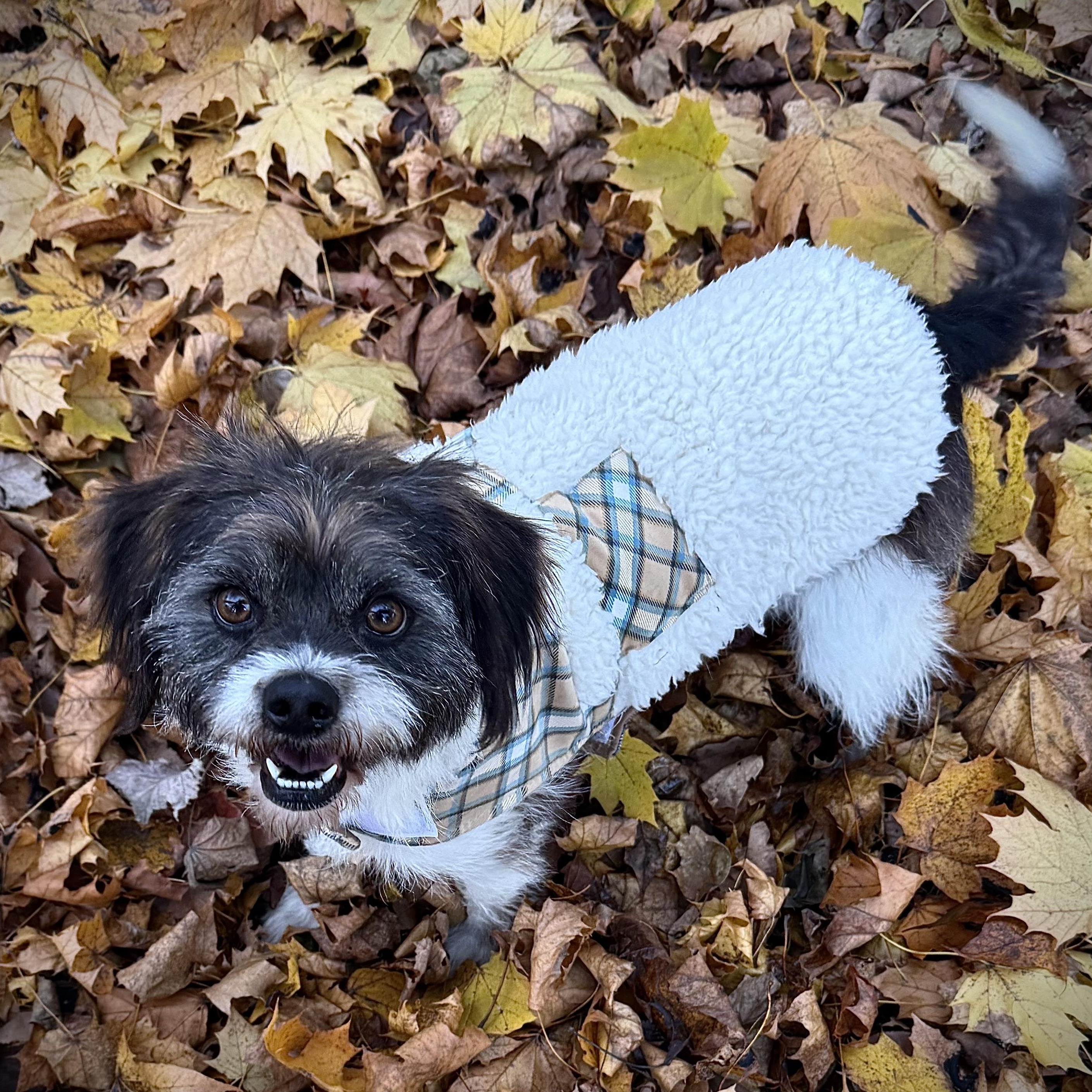 Enlarge SHAGGY- Local, an adopted mixed breed in Warwick, RI image 4/6