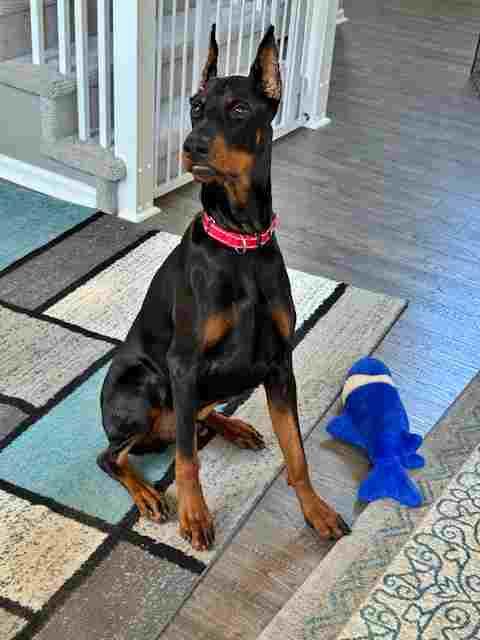 Enlarge Magnum, a Adoptable Doberman Pinscher in Aurora, OH image 1/1