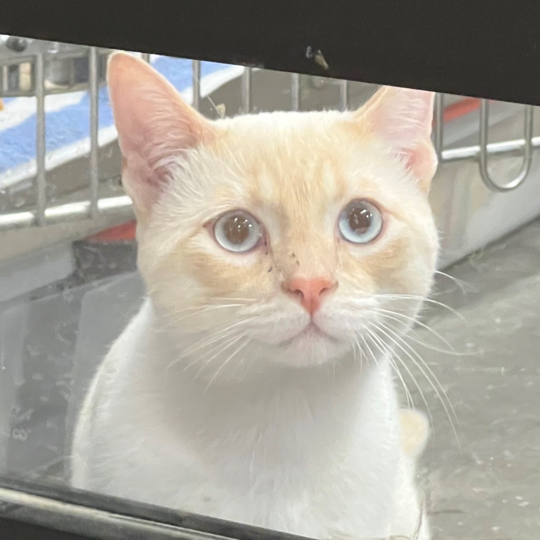 Cat for adoption CHASE, a Siamese Mix in San Juan Capistrano, CA