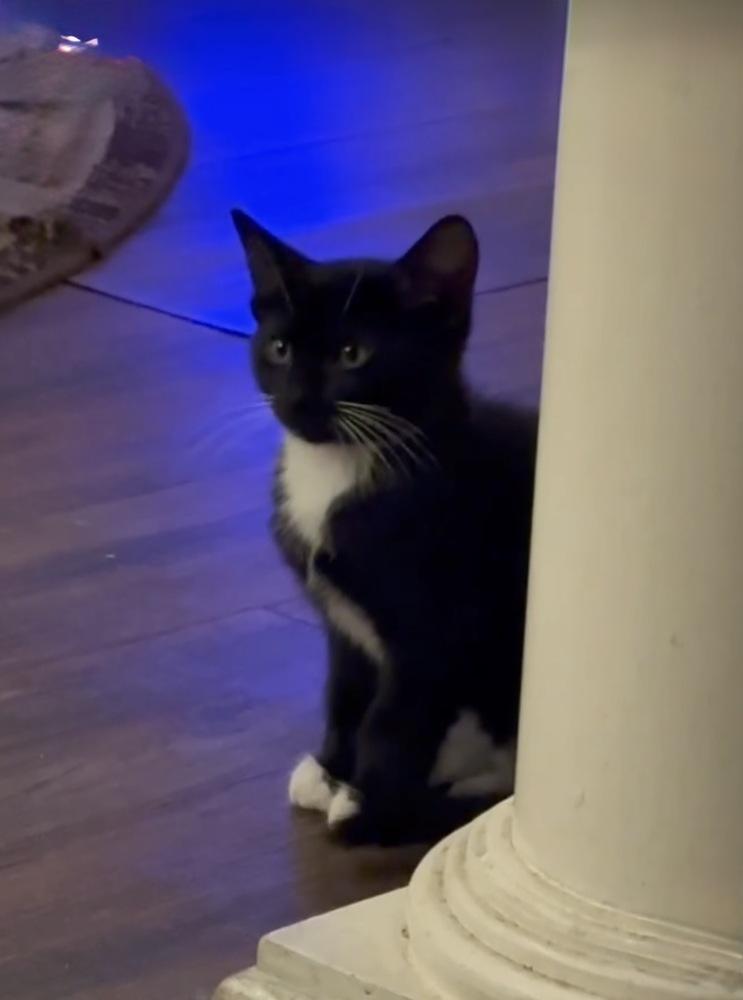 Asher, Adoptable, Kitten Male Domestic Short Hair.