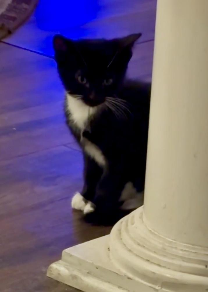 Enlarge Asher, a Adoptable mixed breed in Brandon, FL image 2/3