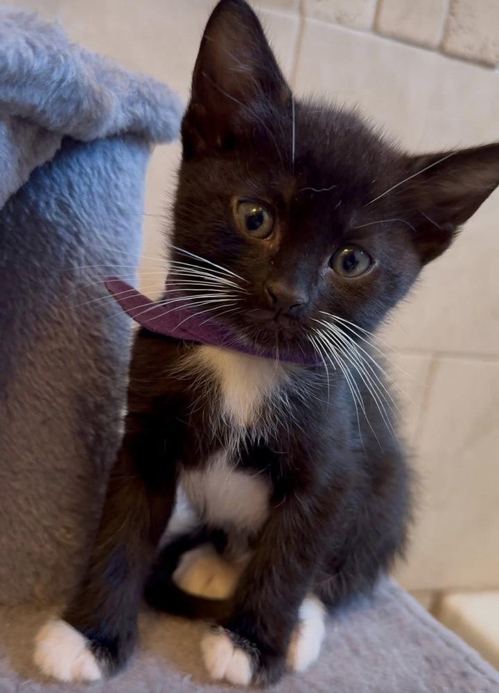 Enlarge Asher, a Adoptable mixed breed in Brandon, FL image 3/3