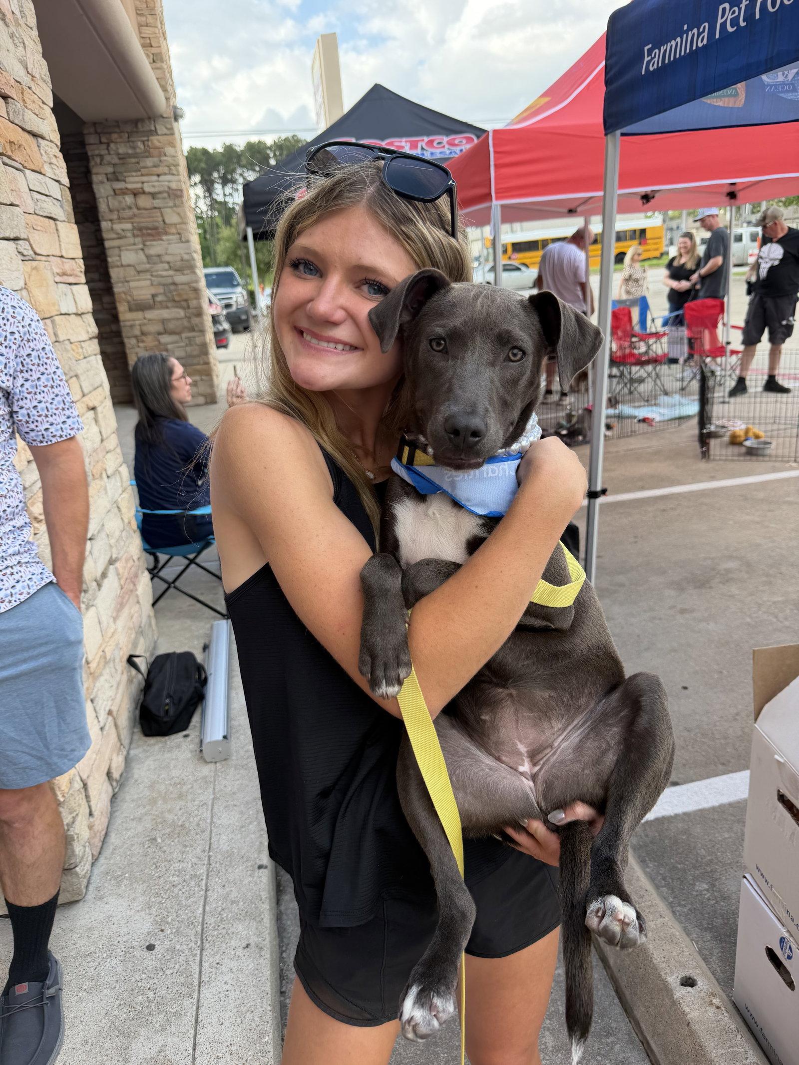 Coco, Adoptable, Puppy Female Pit Bull Terrier.